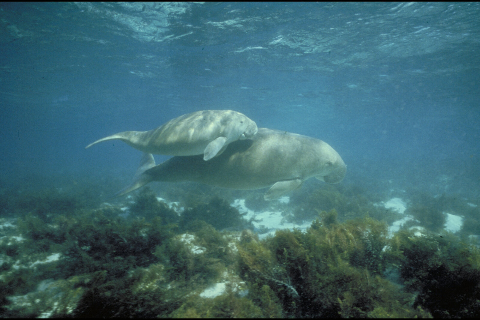 Dugong swimming beneath the water