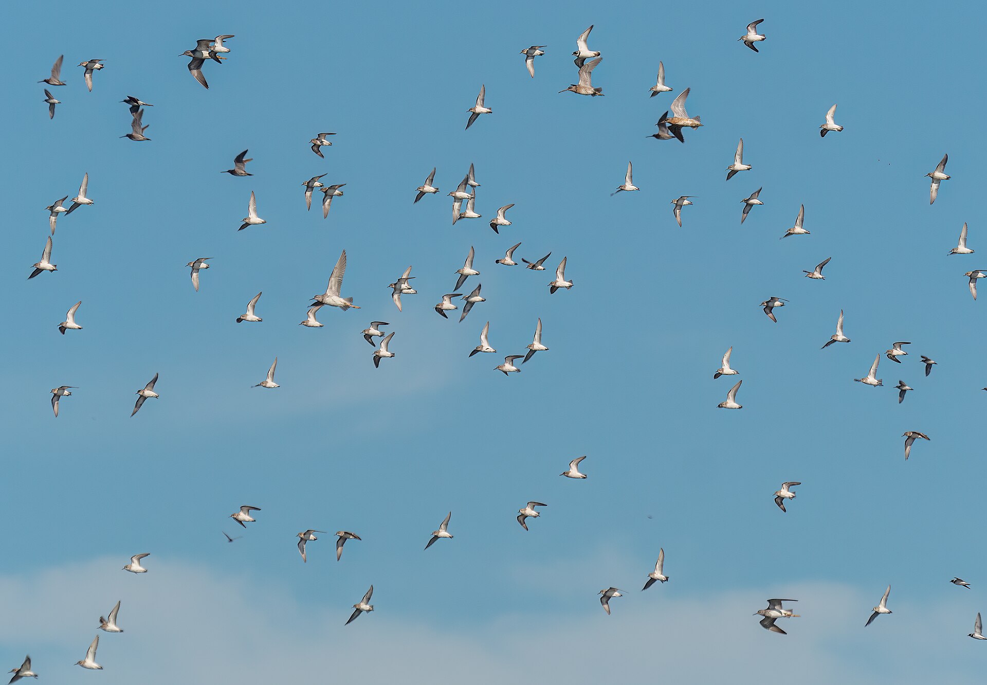 A flock of shorebirds in flight