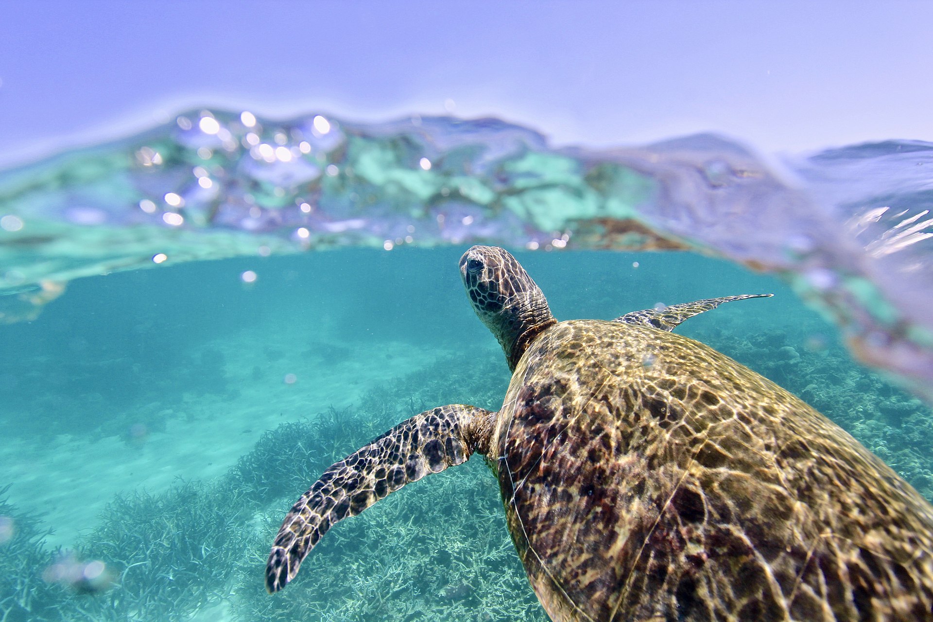 Green sea turtle swimming through clear water
